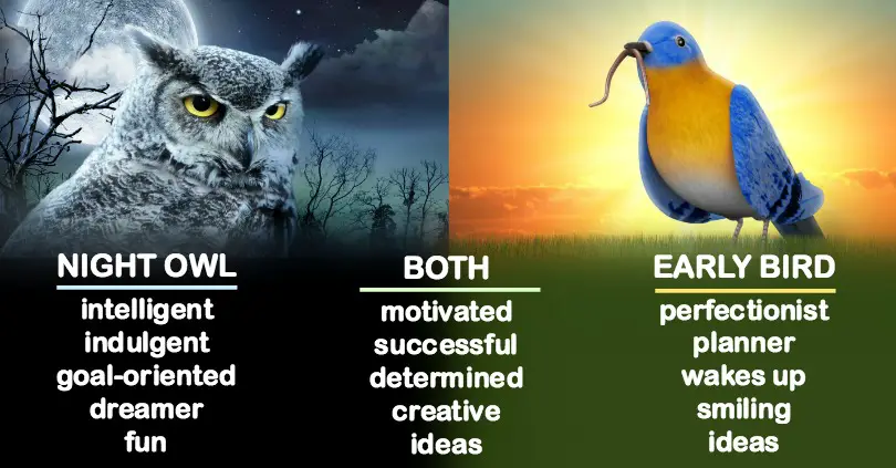 are you an early bird or a night owl meaning