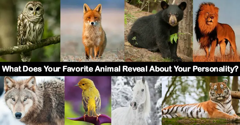 what-does-your-favorite-animal-reveal-about-your-personality