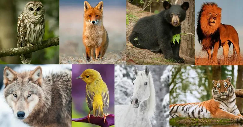 What Does Your Favorite Animal Say About Your Personality